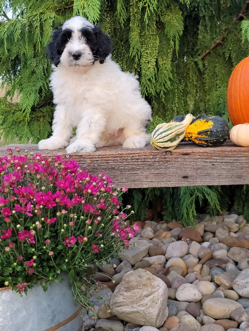 Puppy Name: Milo