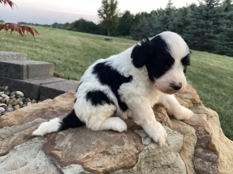 Milo