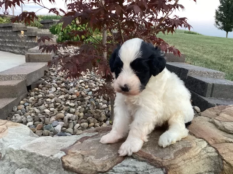 Milo
