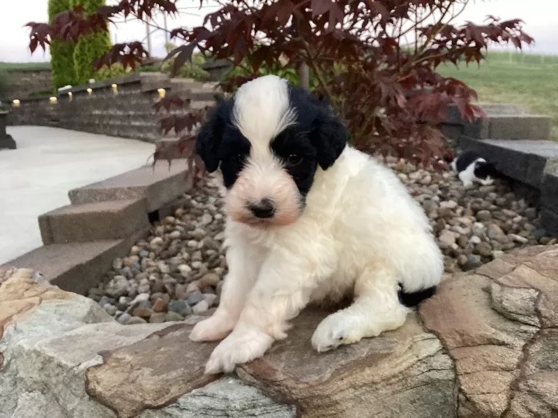 Milo