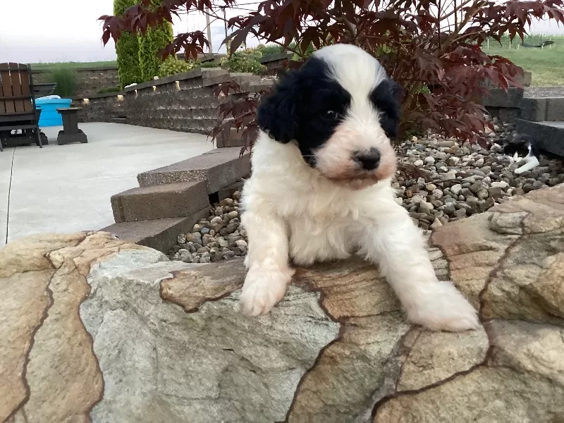 Milo
