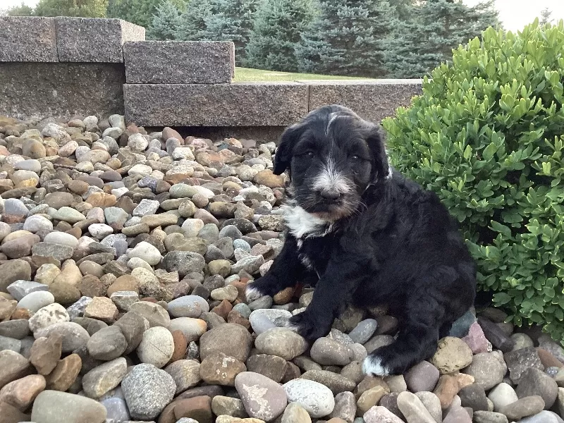 Remi