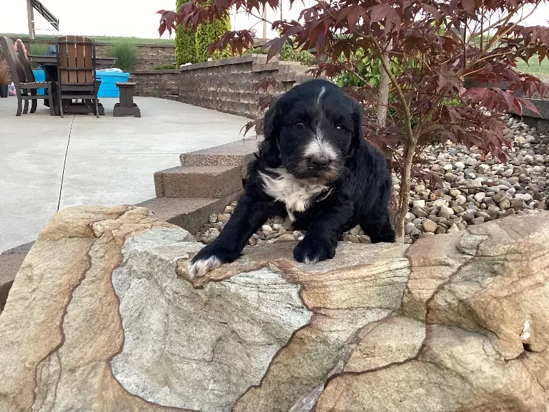 Remi