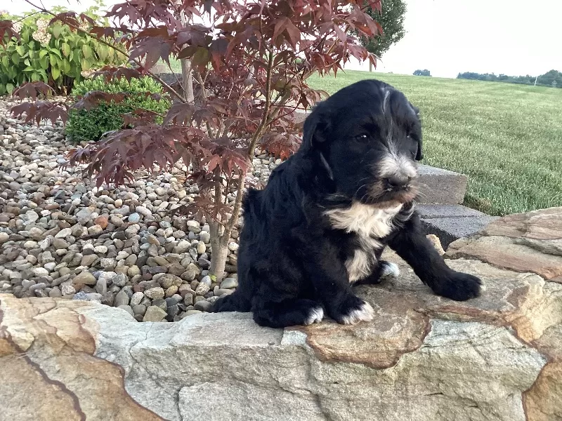 Remi