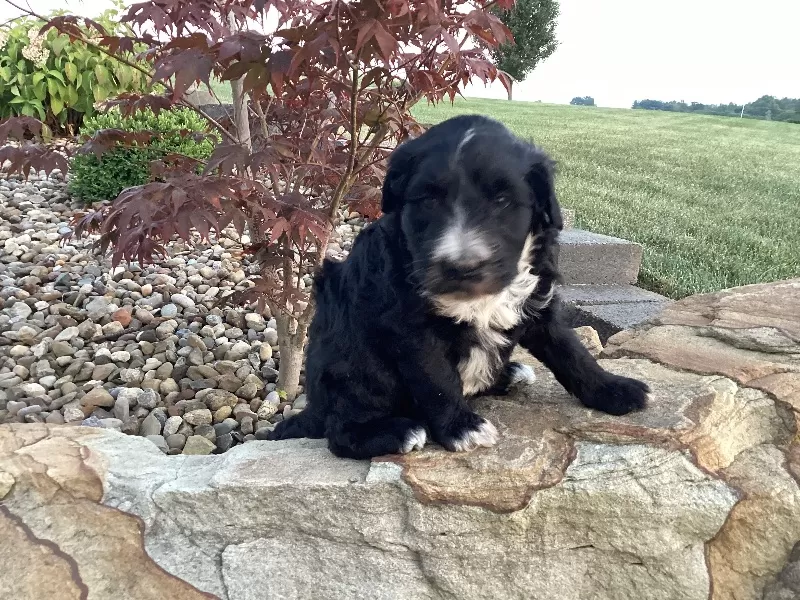 Remi