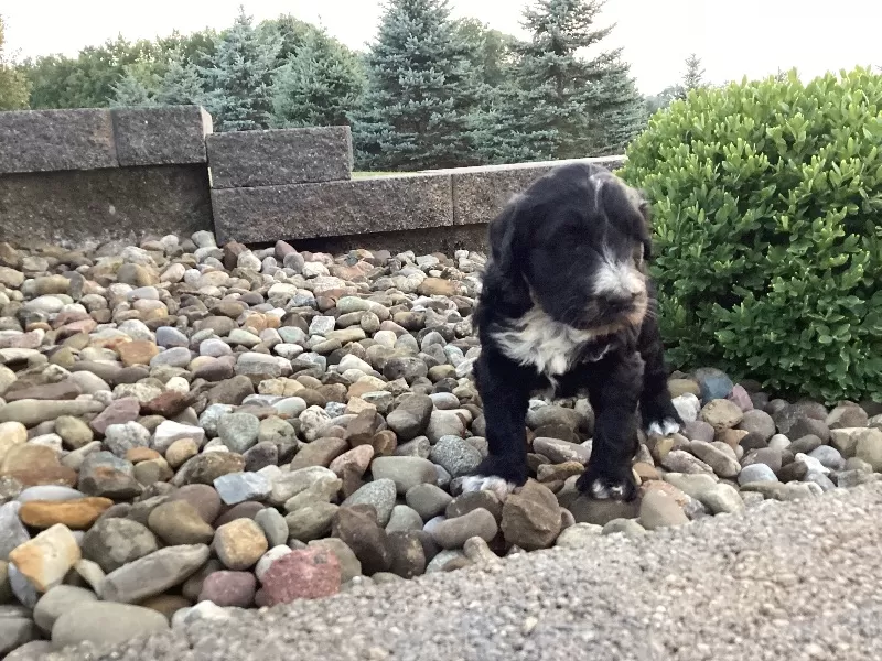 Remi