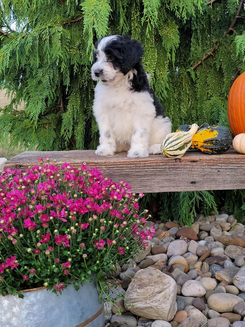 Puppy Name: Ember