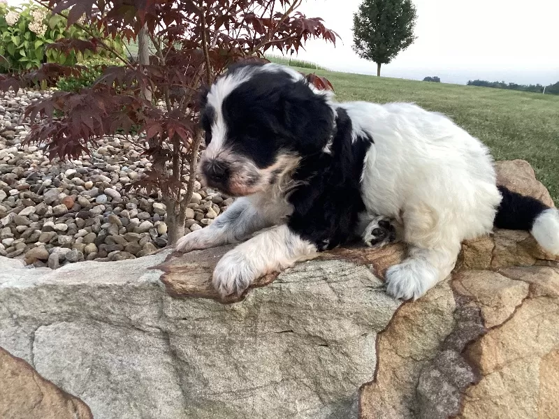 Skye