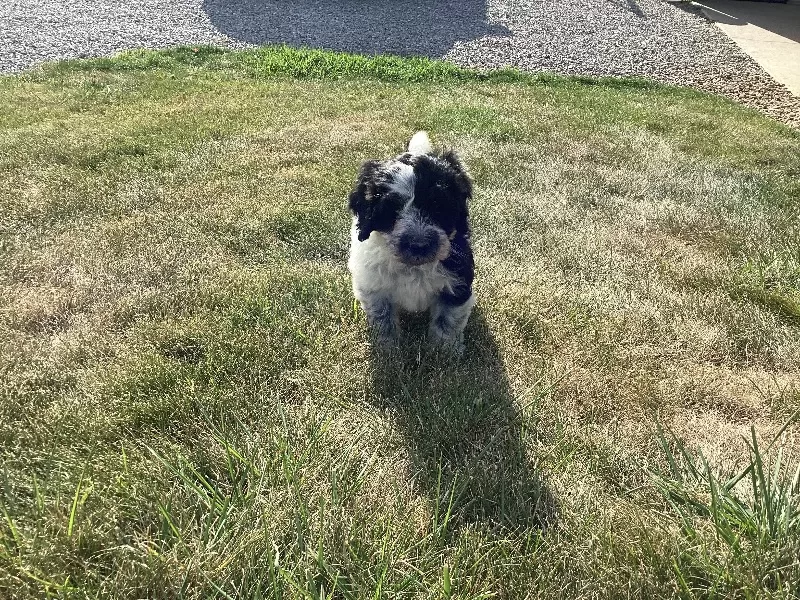 Puppy Name: Skyler