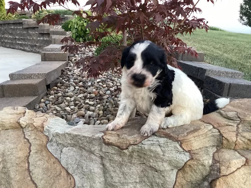 Skye