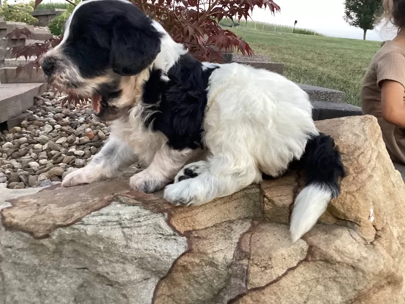 Skye