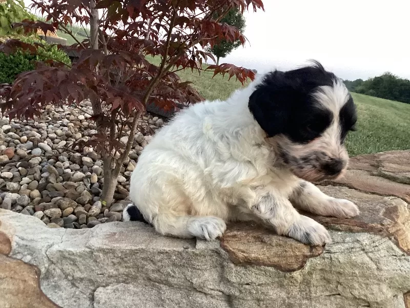 Skye