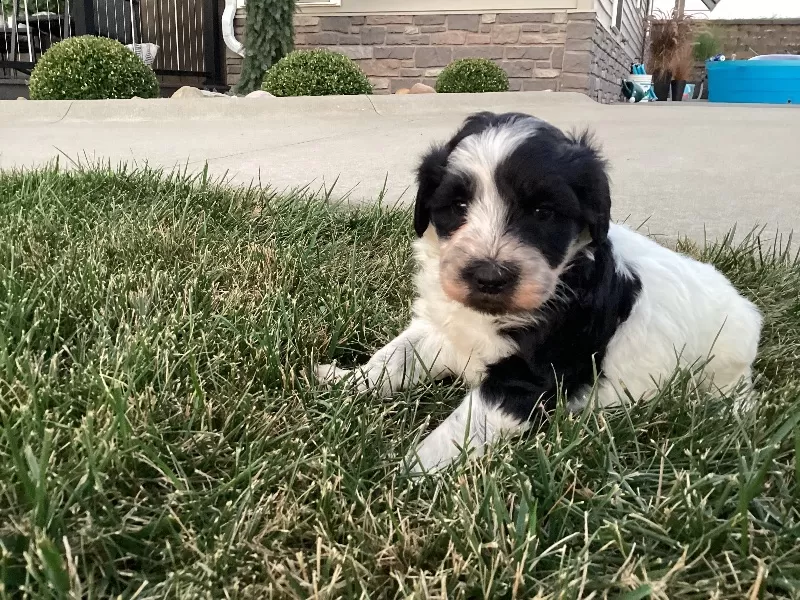 Skye