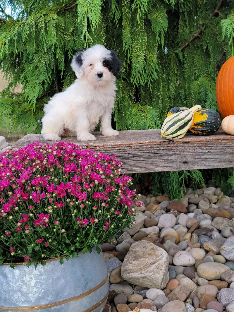 Puppy Name: Lyla