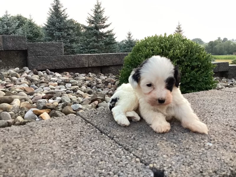 Lyla
