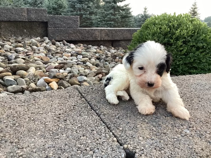 Lyla