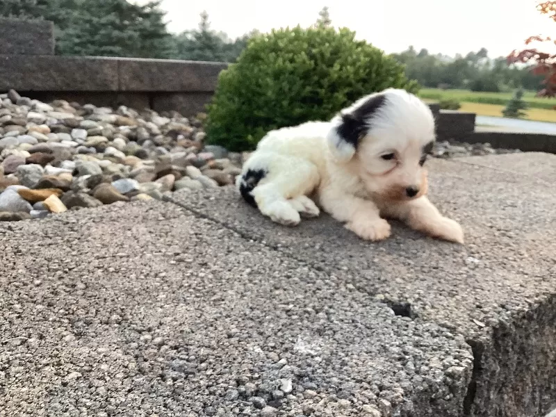 Lyla
