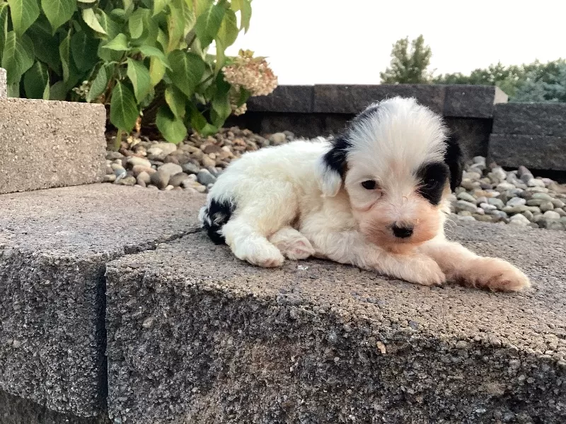 Lyla