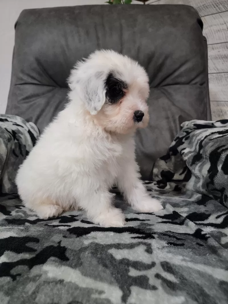 Maverick
