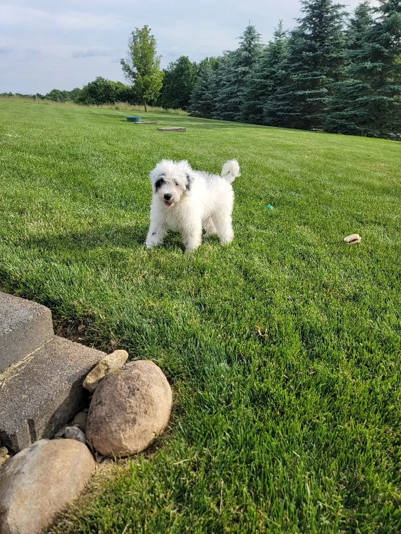 Maverick
