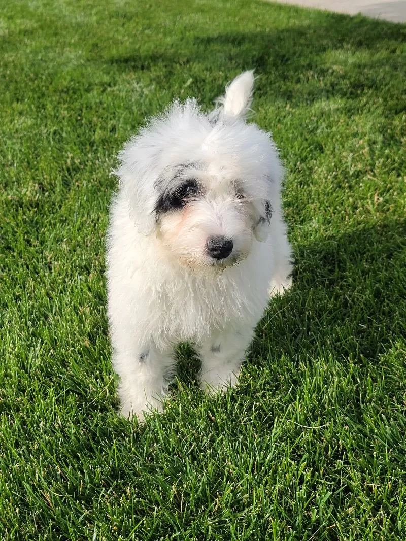 Maverick