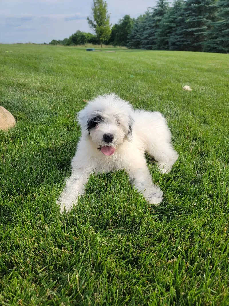 Maverick