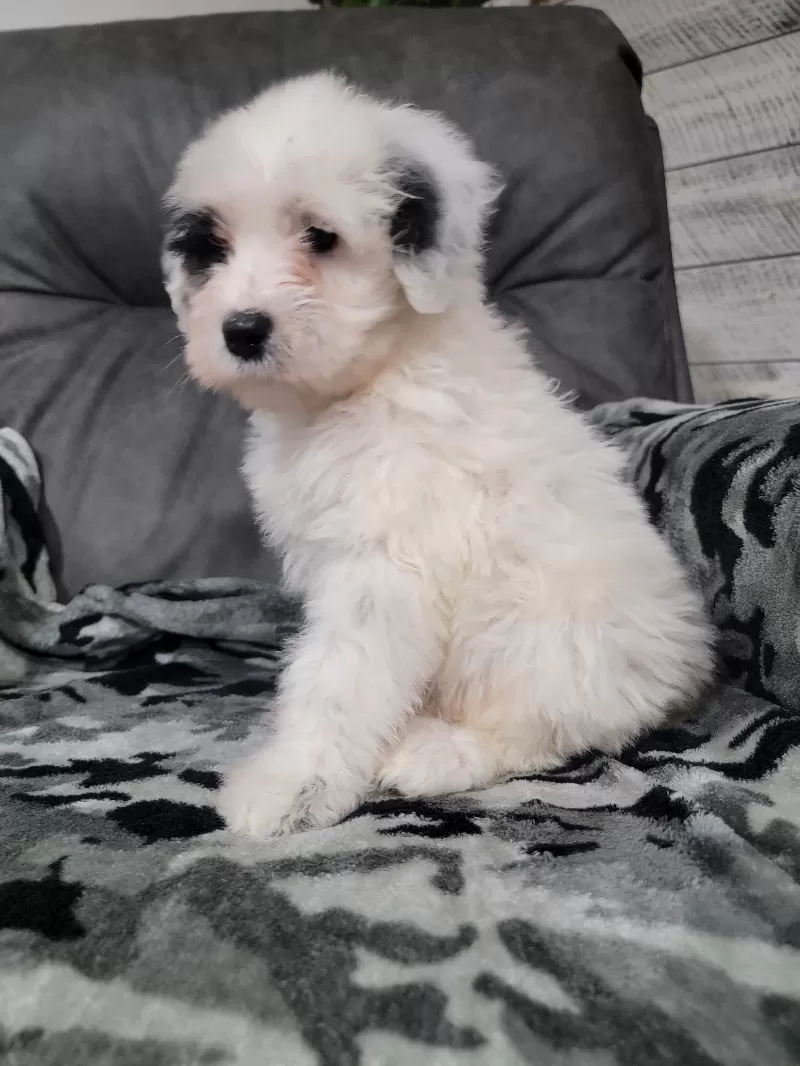 Maverick