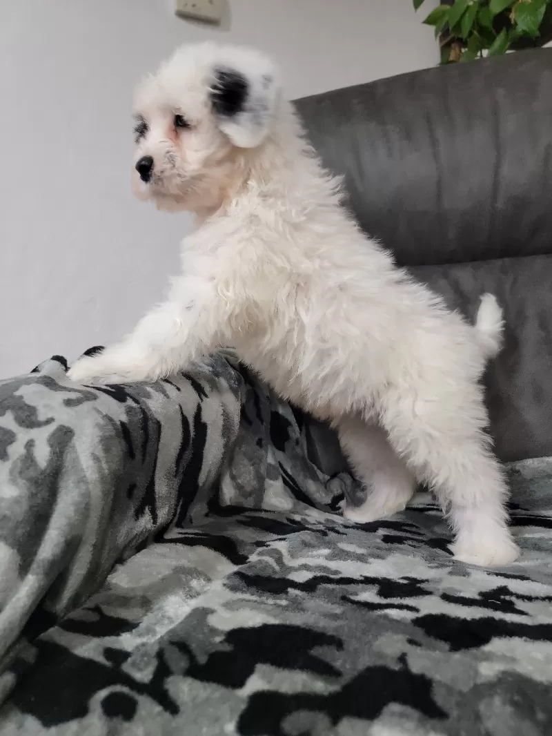 Maverick