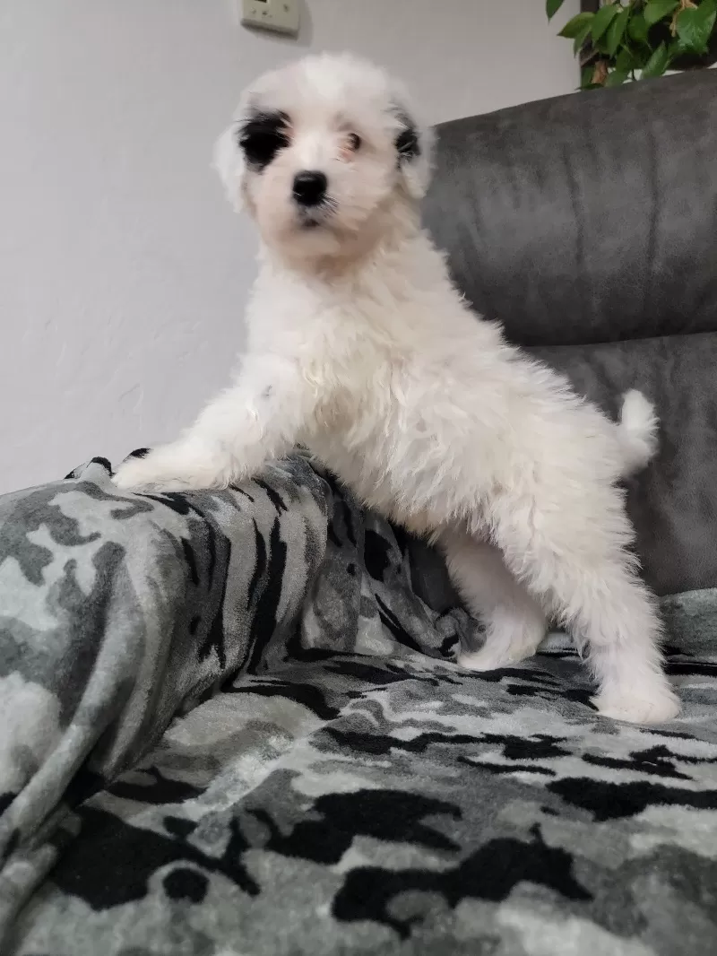 Maverick