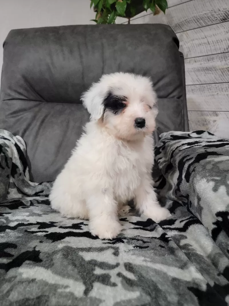 Maverick