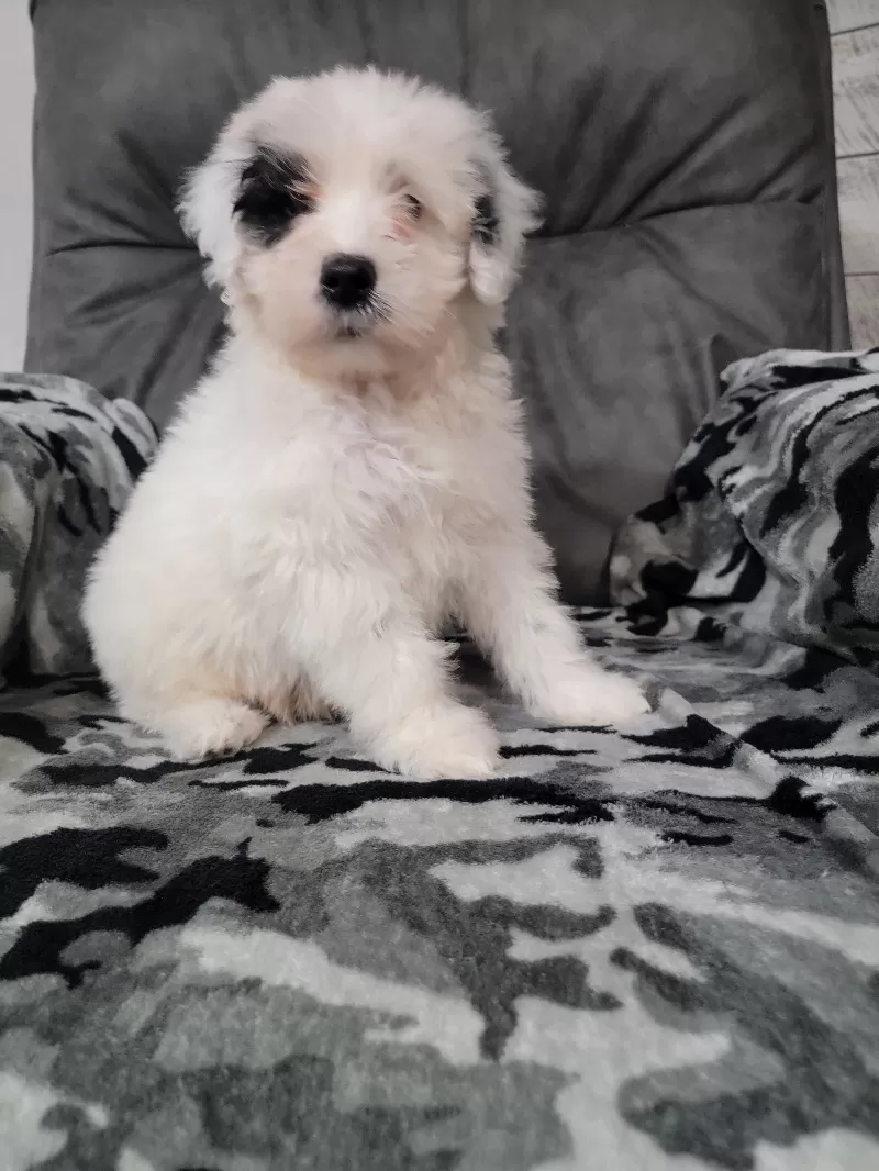 Maverick