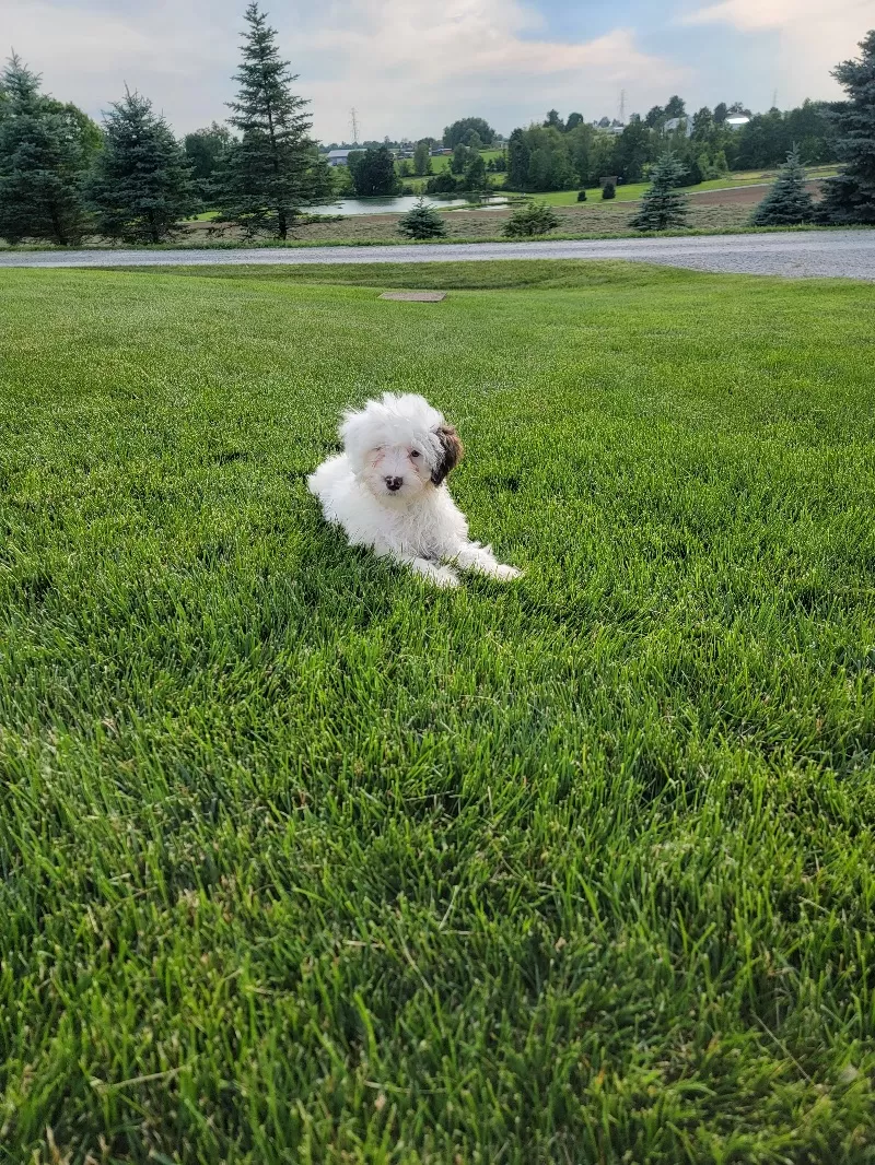 Puppy Name: Mason