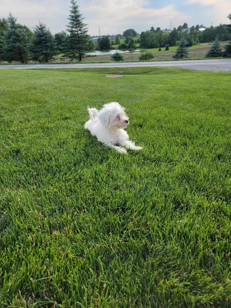 Mason