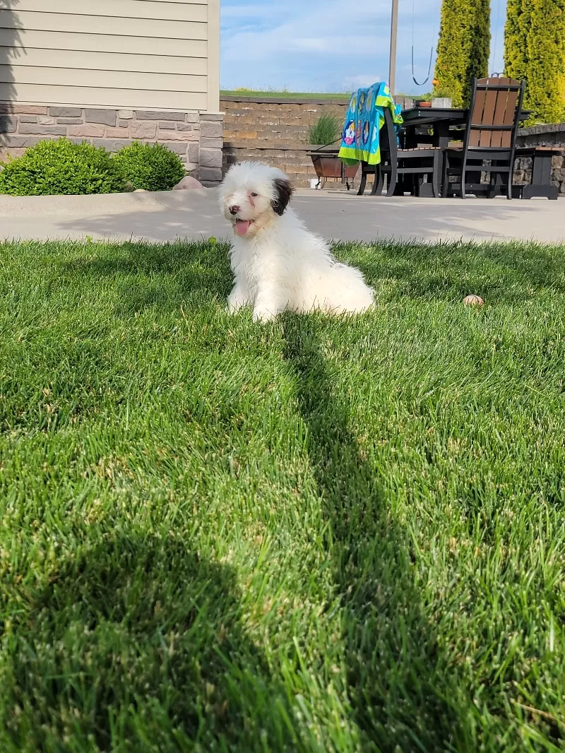 Mason