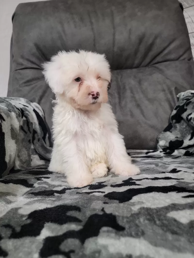 Mason