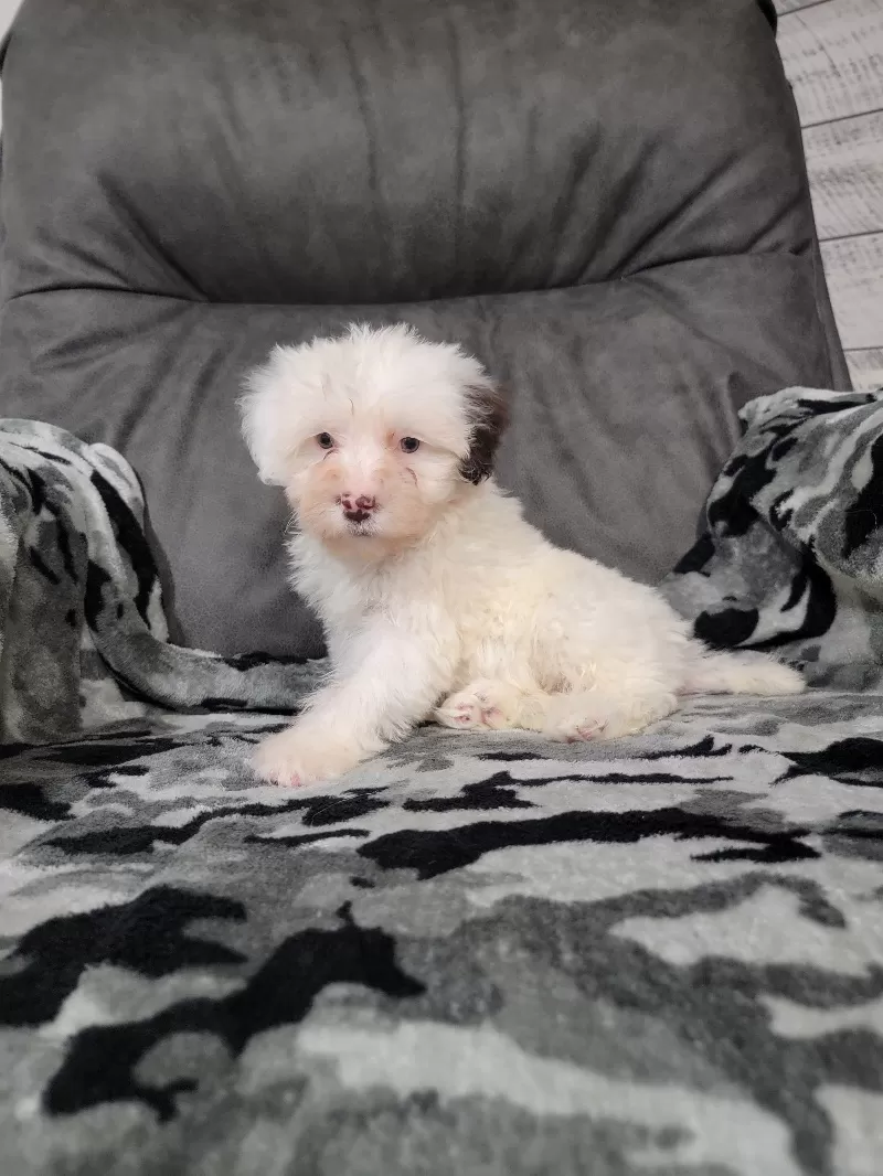 Mason