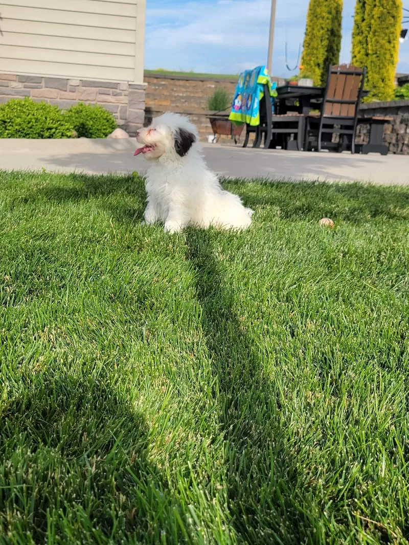 Mason