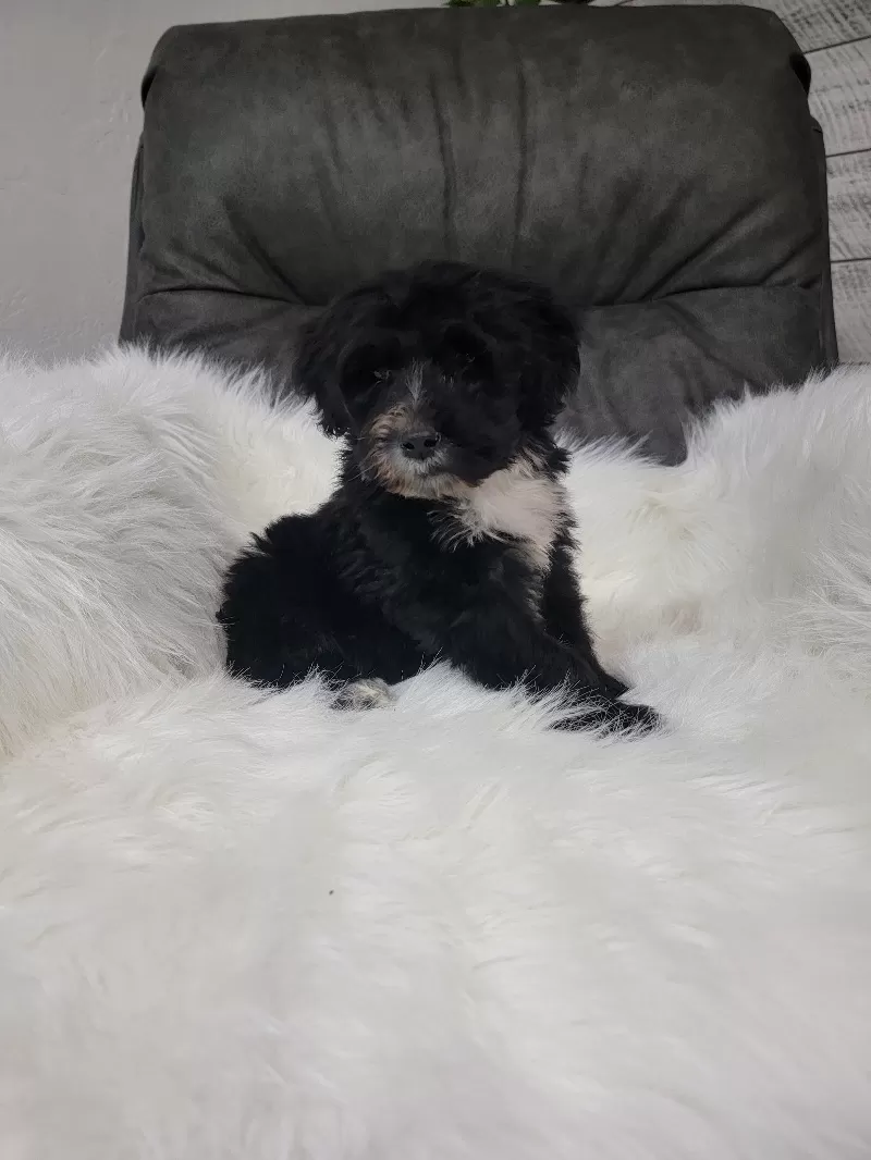 Benji