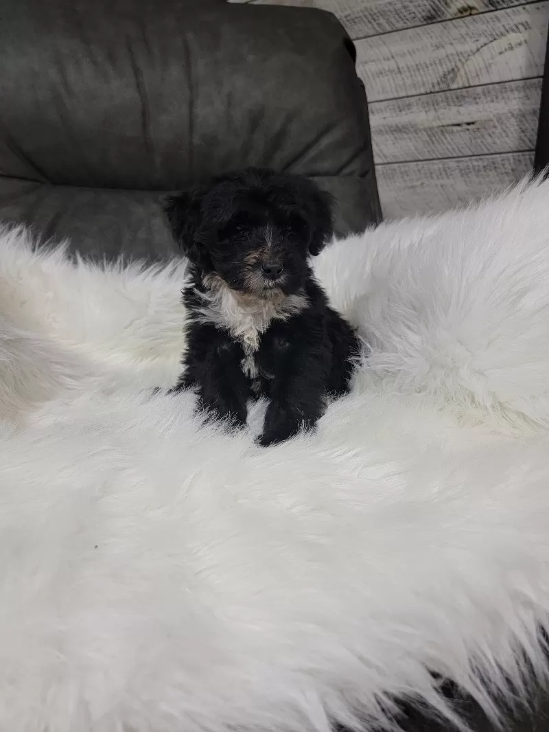 Benji