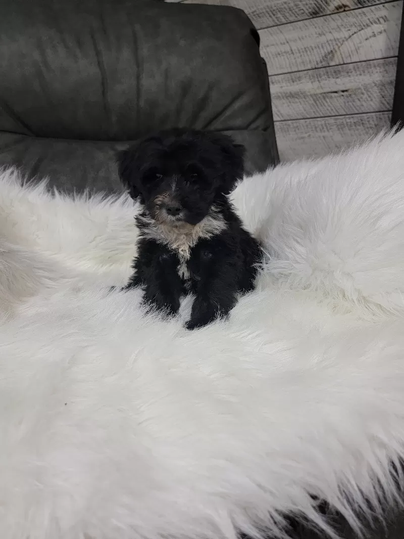 Benji