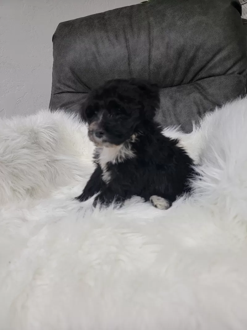 Benji