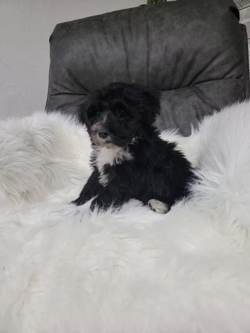 Benji