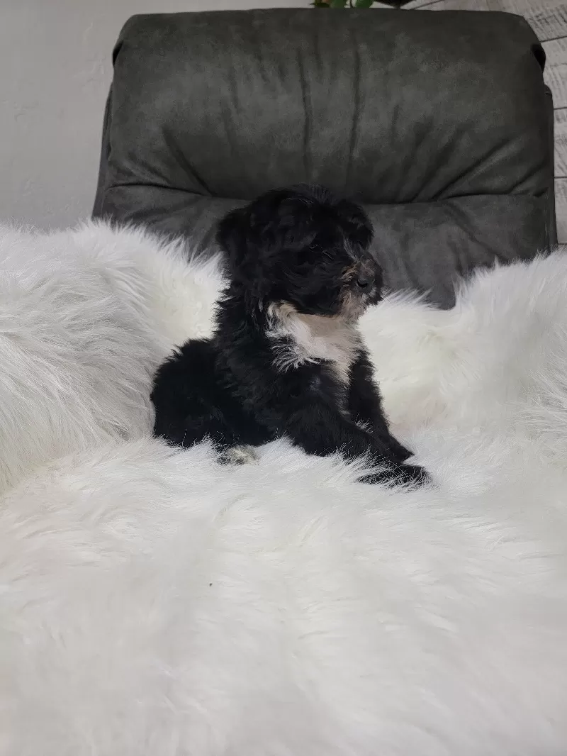 Benji