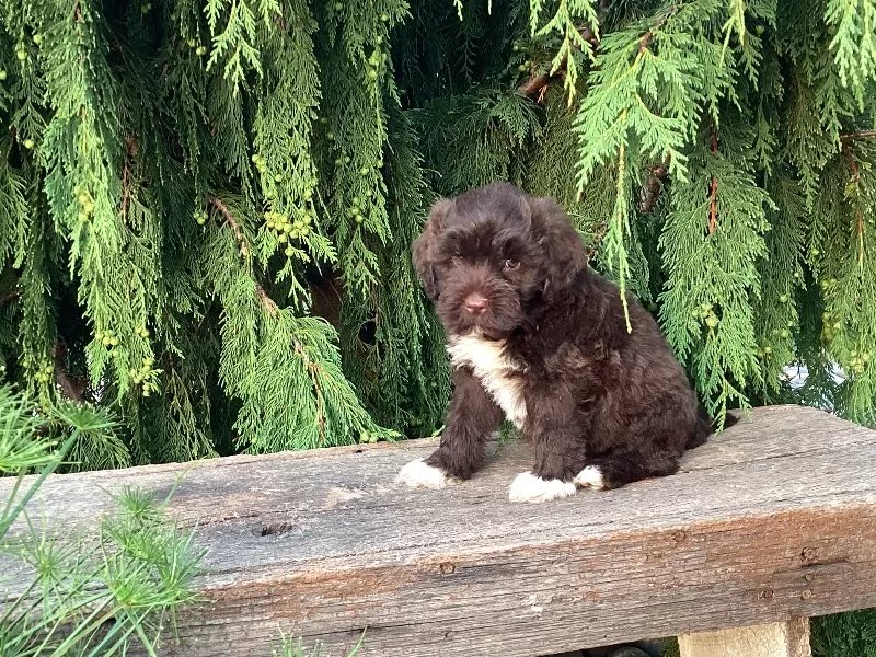 Puppy Name: Kade