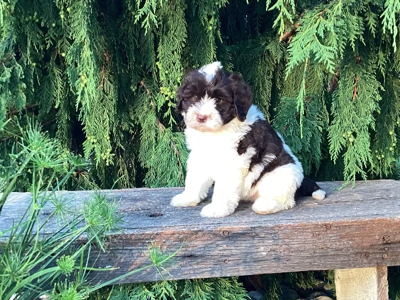 Puppy Name: Lincoln