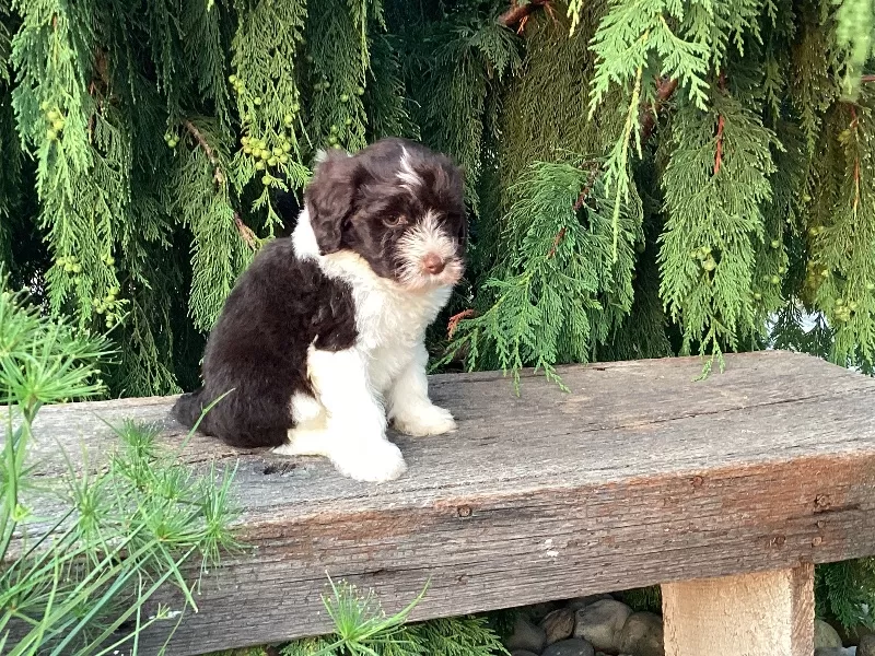 Puppy Name: Roscoe