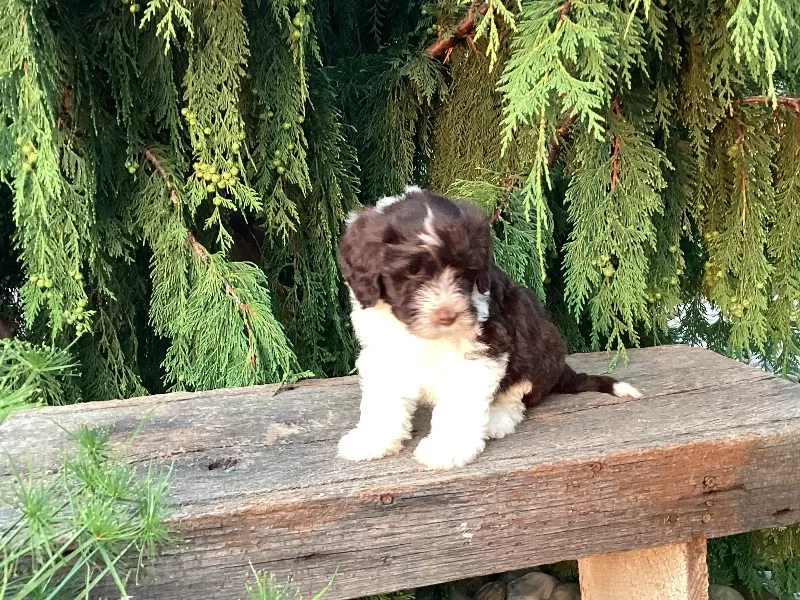 Roscoe