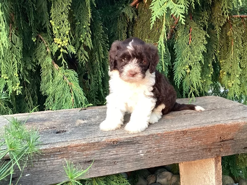 Roscoe
