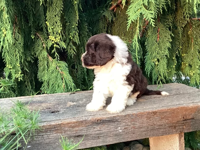 Roscoe