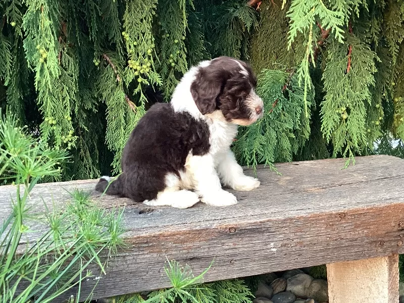 Roscoe